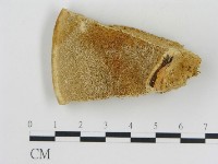 藏品(松生擬層孔菌)的圖片