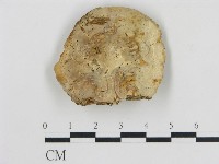 藏品(松生擬層孔菌)的圖片