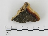 藏品(松生擬層孔菌)的圖片