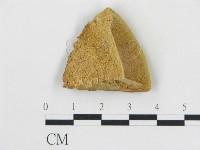 藏品(松生擬層孔菌)的圖片