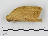 藏品(松生擬層孔菌)的圖片