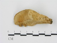 藏品(松生擬層孔菌)的圖片