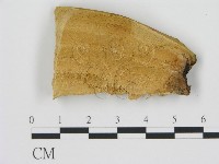 藏品(松生擬層孔菌)的圖片