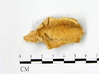 藏品()的圖片