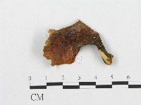 藏品()的圖片