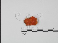 藏品(血紅密孔菌)的圖片