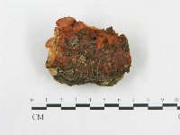 藏品(血紅密孔菌)的圖片