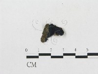 藏品()的圖片