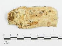 藏品(裂褶菌)的圖片