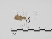 藏品(炭角菌屬)的圖片