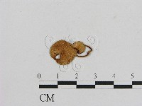 藏品(小菇屬)的圖片