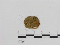 藏品(小菇屬)的圖片