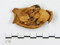 藏品(糙皮側耳)的圖片