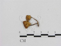 藏品(小菇屬)的圖片