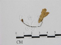 藏品(小皮傘屬)的圖片