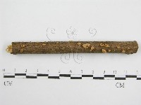 藏品(微皮傘屬)的圖片