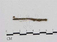 藏品(小菇屬)的圖片