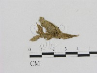 藏品(小菇屬)的圖片