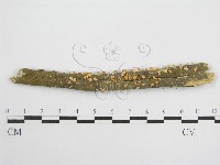 藏品(微皮傘屬)的圖片