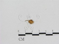 藏品(小菇屬)的圖片