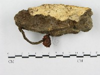 藏品(多孔菌屬)的圖片