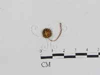 藏品(小菇屬)的圖片