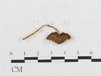 藏品()的圖片