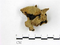 藏品(毛木耳)的圖片