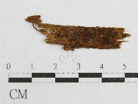 藏品(盔孢傘屬)的圖片