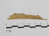 藏品(小皮傘屬)的圖片