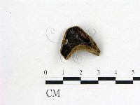 藏品(毛木耳)的圖片