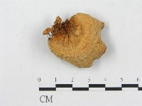 藏品(小孔硬孔菌)的圖片