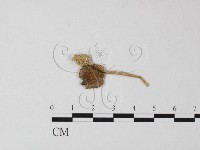 藏品(鵝膏屬)的圖片