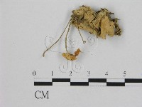 藏品(小皮傘屬)的圖片