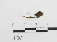 藏品(微皮傘屬)的圖片