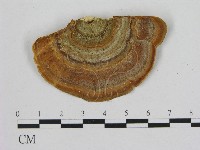 藏品(相鄰小孔菌)的圖片