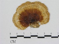 藏品(小孔菌屬)的圖片