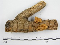 藏品(微皮傘屬)的圖片