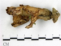 藏品(波邊革菌屬)的圖片