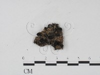 藏品()的圖片