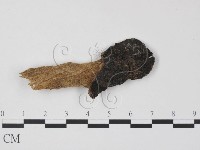 藏品()的圖片