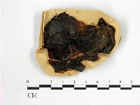 藏品(木耳屬)的圖片