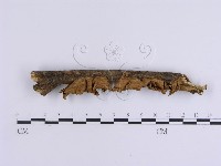 藏品(韌革菌屬)的圖片