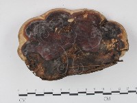 藏品(靈芝屬)的圖片