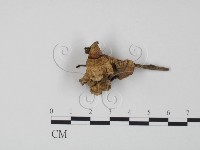 藏品(韌革菌屬)的圖片