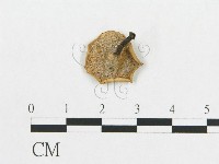 藏品(多孔菌屬)的圖片