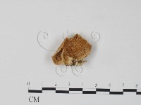 藏品(栓菌屬)的圖片