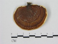 藏品(小孔菌屬)的圖片