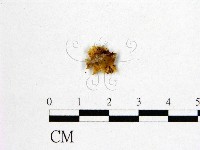 藏品(花耳屬)的圖片