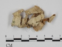 藏品(附毛菌屬)的圖片